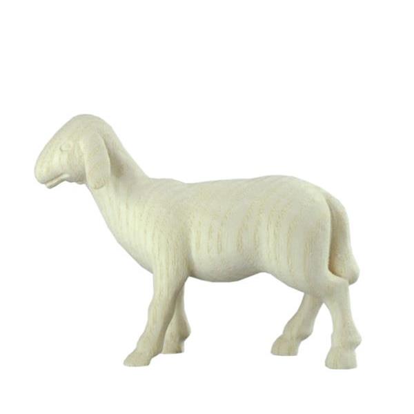 Sheep standing  - natural