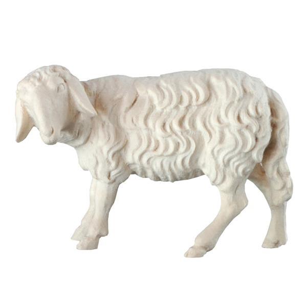 Sheep  - natural